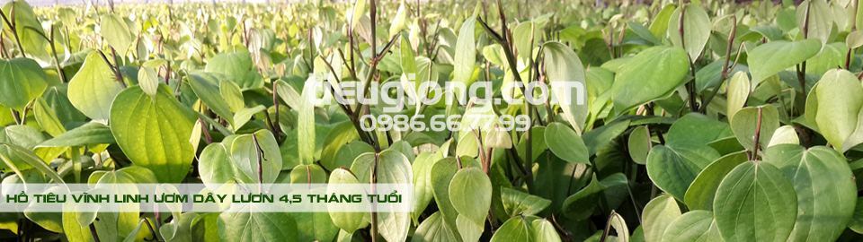 Tieu vinh linh 4,5 thang tuoi