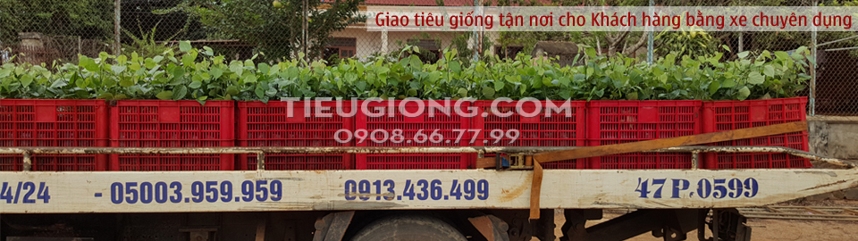 Tiêu giống vĩnh linh - tháng 8-3